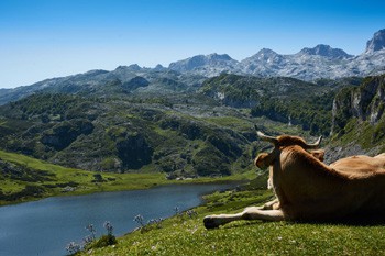 Productos de nuestra tierra, Asturias, seleccionados para que te montes tu propia cesta asturiana